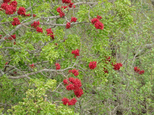 Mozambique Flora.